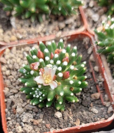 Mammillaria painteri