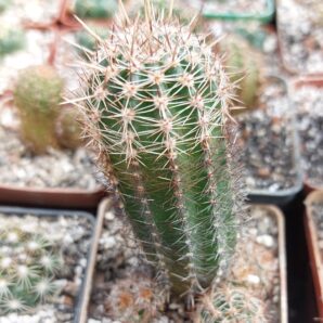 Lobivia aurea v.shaferi