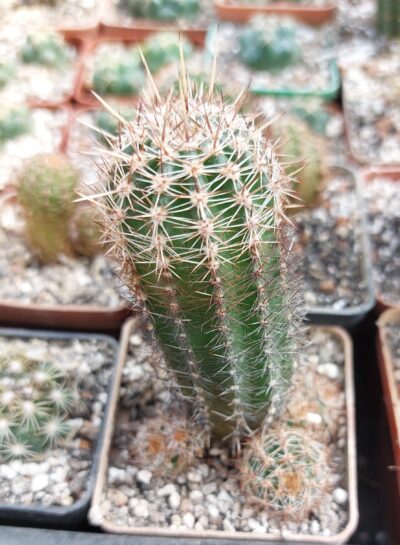 Lobivia aurea v.shaferi