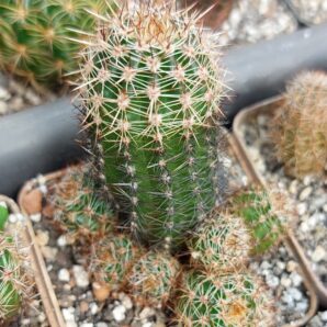 Lobivia aurea v.shaferi