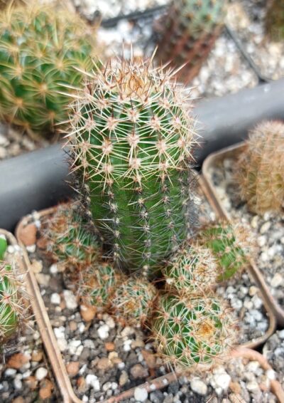 Lobivia aurea v.shaferi