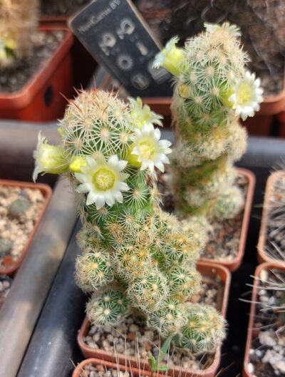 Mammillaria elongata whitespines