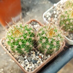 Acanthocalycium spiniflorum