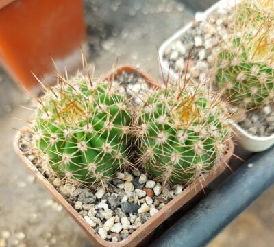 Acanthocalycium spiniflorum