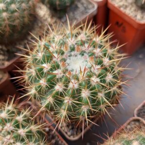 Notocactus rutilans | 63