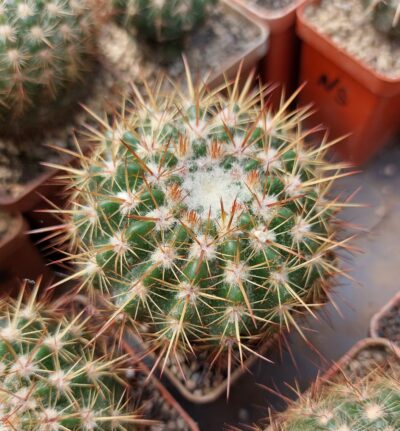 Notocactus rutilans