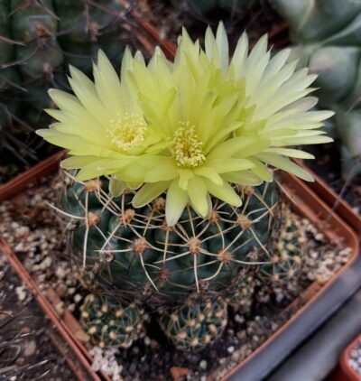 Gymnocalycium netrelianum - Зображення 2