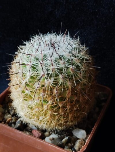 Thelocactus aurantiacus