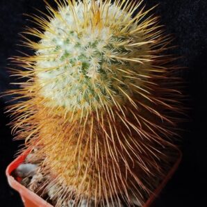 Mammillaria dixanthocentron