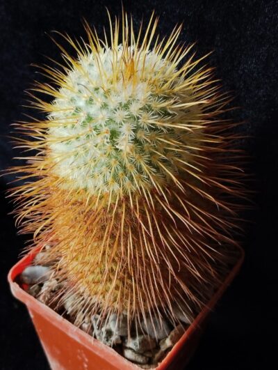Mammillaria dixanthocentron