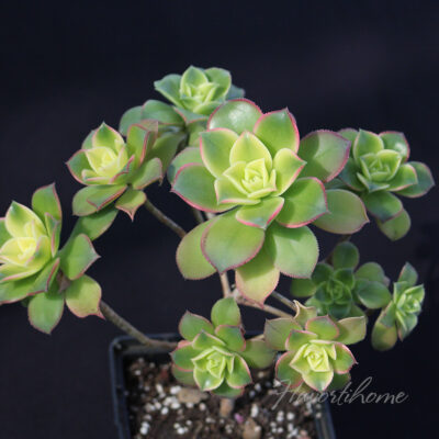 Aeonium Kiwi - Зображення 2