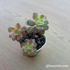 Aeonium Kiwi
