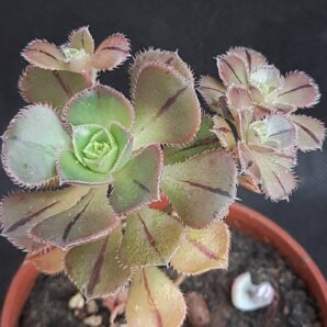 Aeonium mascaense