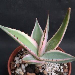 Agave Guiengola var. 'Creme Brulee'