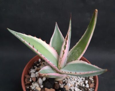 Agave Guiengola var. 'Creme Brulee'