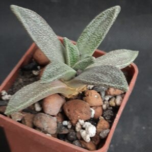 Aloinopsis rubrolineata