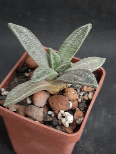 Aloinopsis rubrolineata