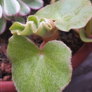 Begonia venosa