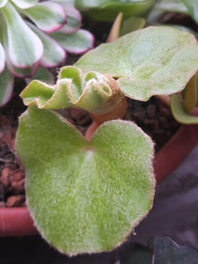 Begonia venosa