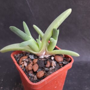 Cheiridopsis cigarettifera | 23