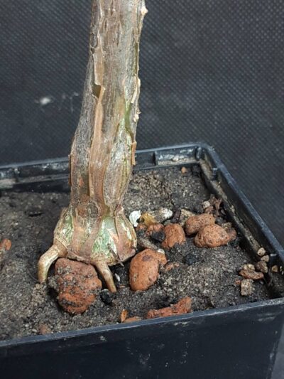 Cissus tuberosa - Зображення 2
