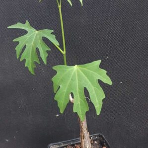 Cissus tuberosa