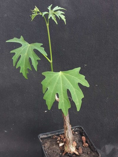 Cissus tuberosa