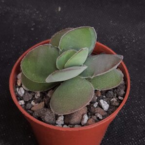 Crassula cotyledonis