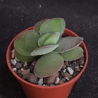 Crassula cotyledonis