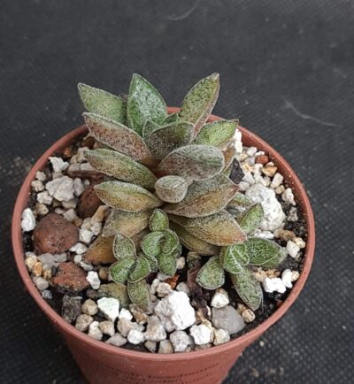 Crassula justi-corderoyi