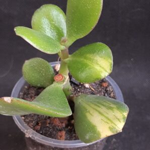 Crassula ovata Solana