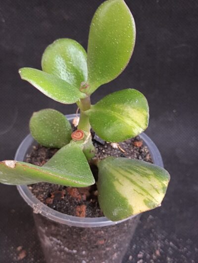 Crassula ovata Solana