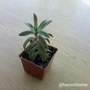 Crassula pubescens ssp rattrayi