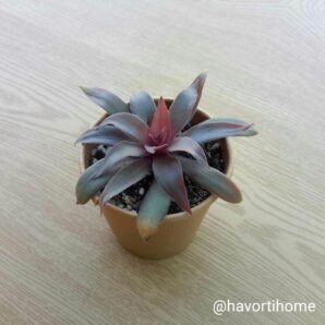Crassula rosularis