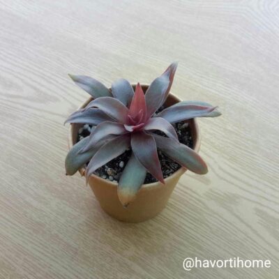 Crassula rosularis