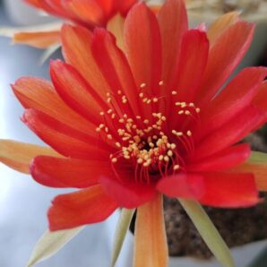 lobivia arachnacantha nigra