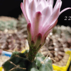 Gymnocalycium Damsii v.multiproliferum