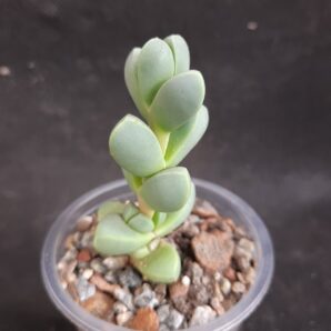 Delosperma lehmannii | 35