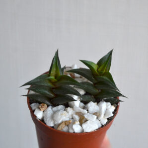 Hawortia Viskosa