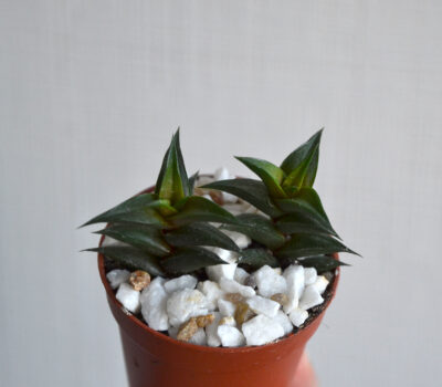 Hawortia Viskosa