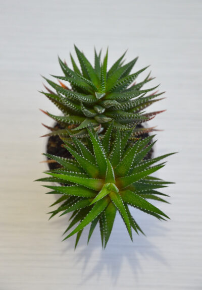 Haworthia fasciata 2 головы - Зображення 2
