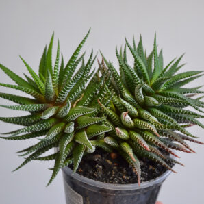 Haworthia fasciata 2 головы