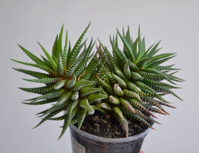 Haworthia fasciata 2 головы
