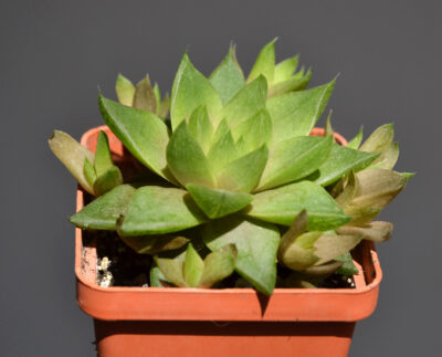 Haworthia cymbiformis