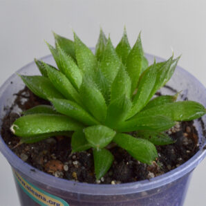 Haworthia cooperi