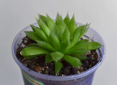 Haworthia cooperi