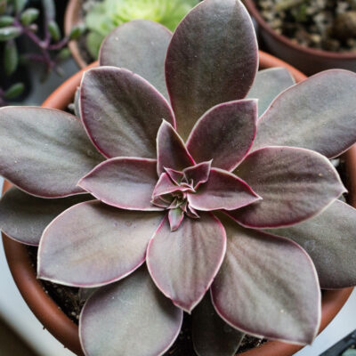 Echeveria carnicolor x diffractens