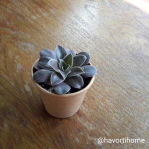 Echeveria carnicolor x diffractens