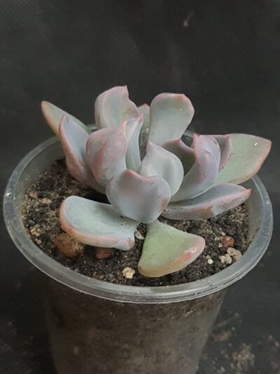 Echeveria Cupid - Зображення 2