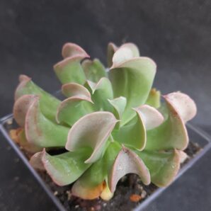 Echeveria dark Vader (Darkness power)